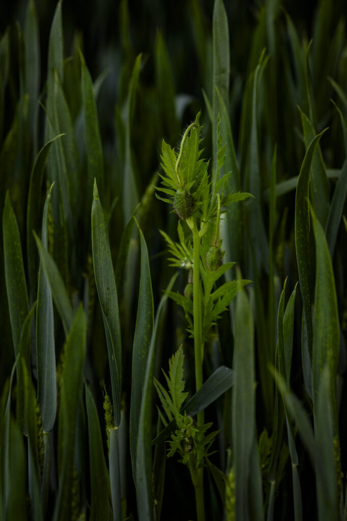 2024-05-21_Spaziergang_015