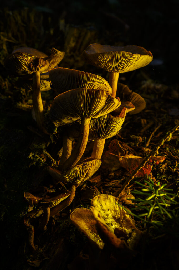2024-10-18_Pilze_028