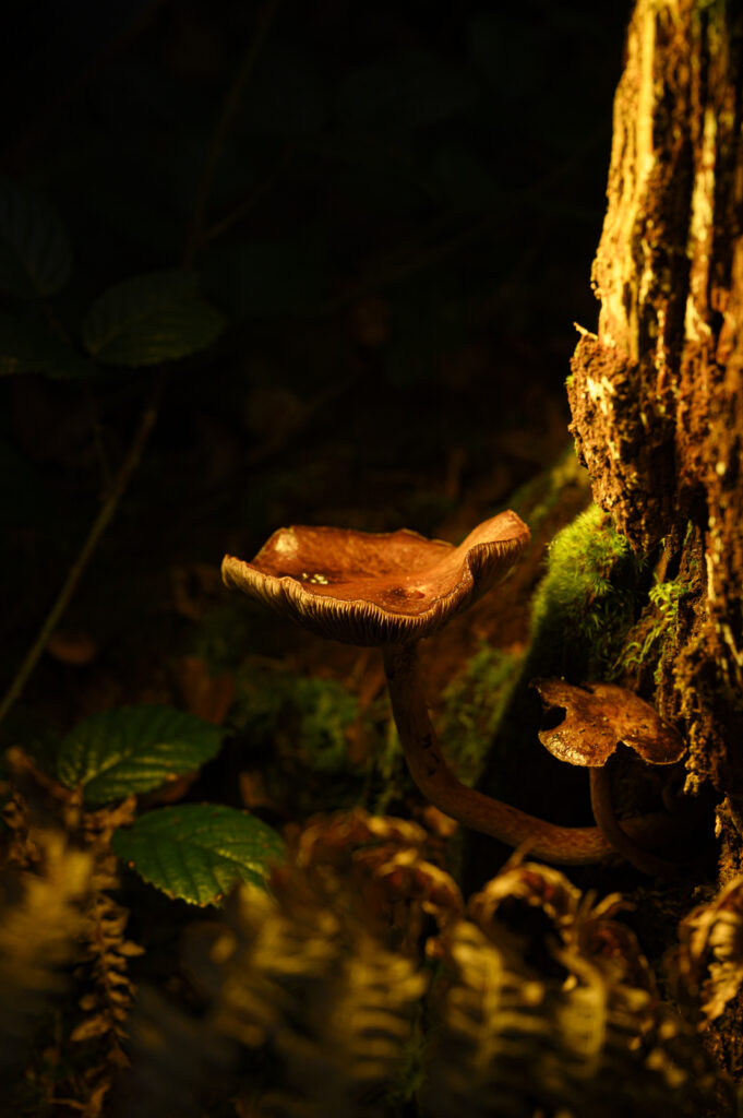2024-10-18_Pilze_054