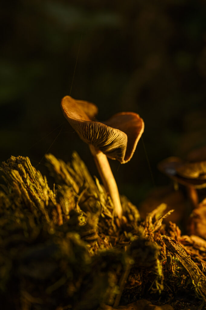 2024-10-18_Pilze_062